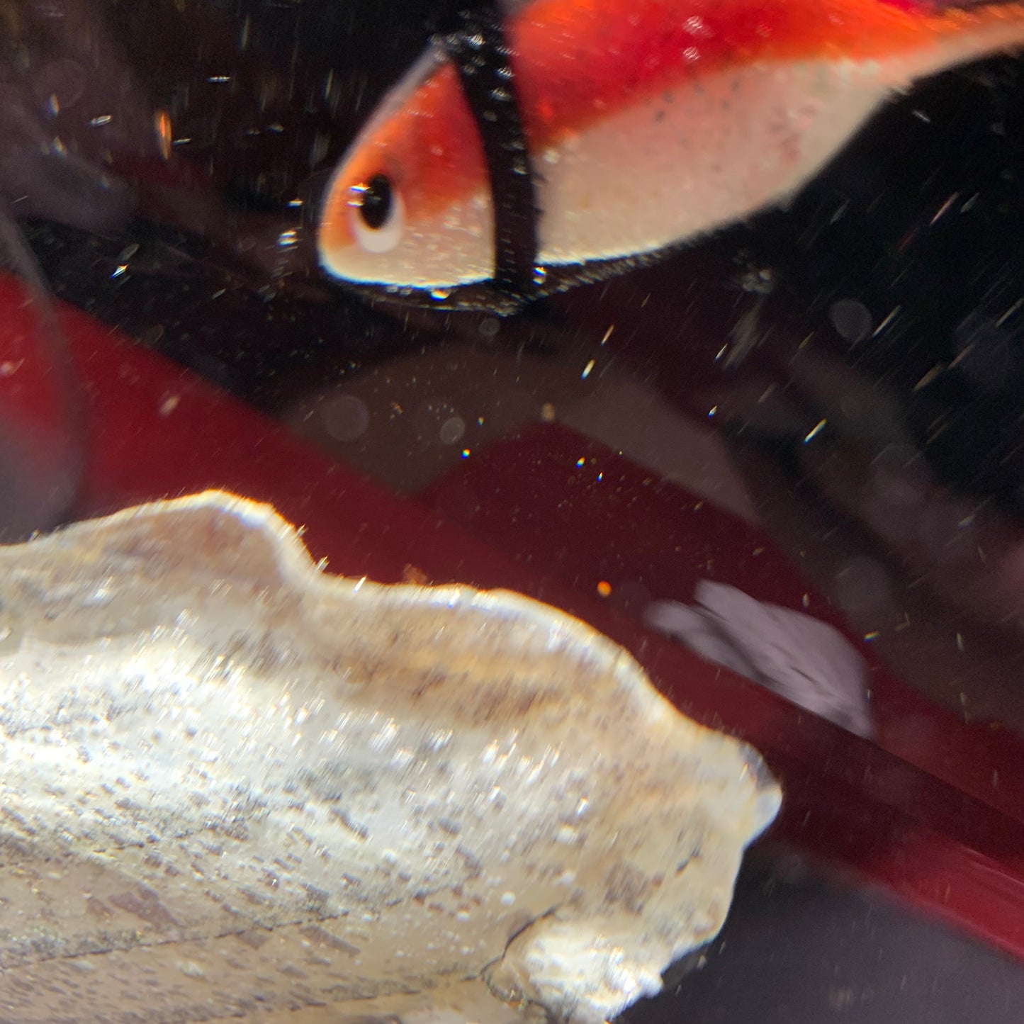 Acquario 4 Glass Murano